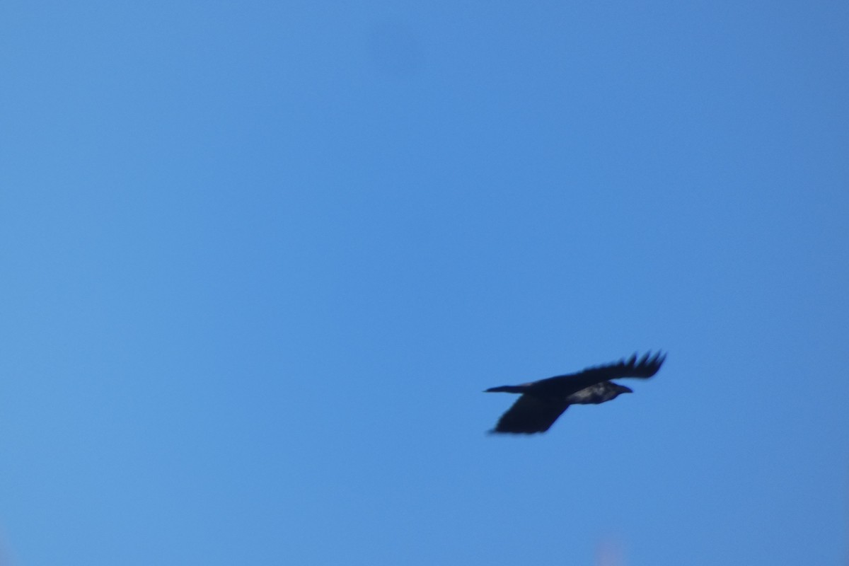 Common Raven - ML646306090