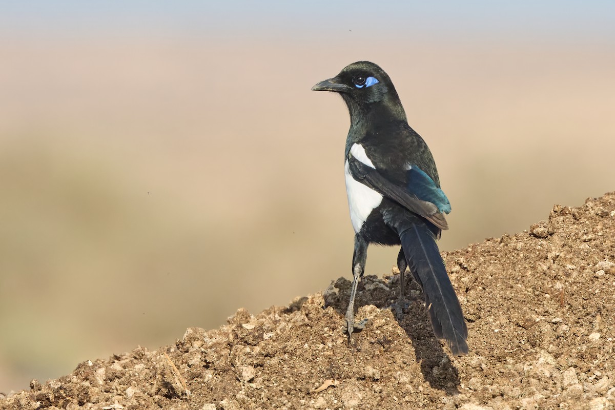 Maghreb Magpie - ML646306091