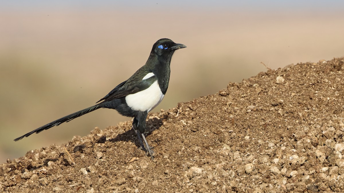 Maghreb Magpie - ML646306092