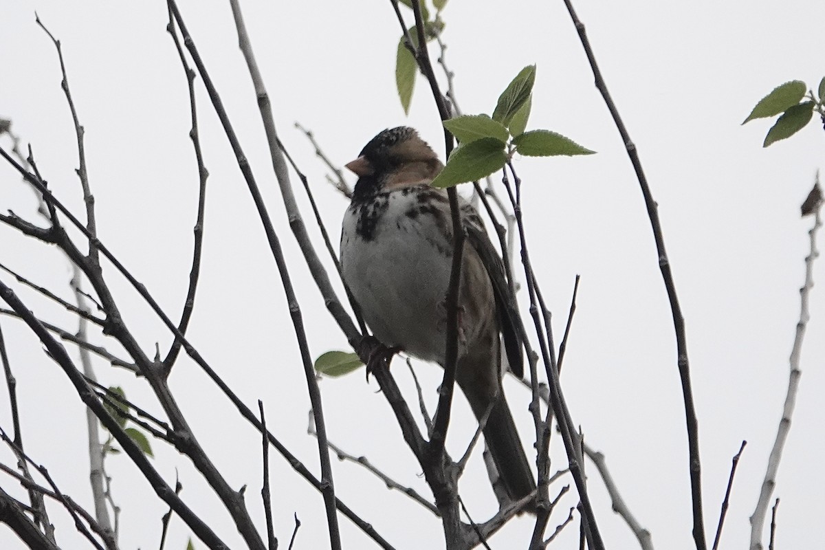 Harris's Sparrow - ML646306093