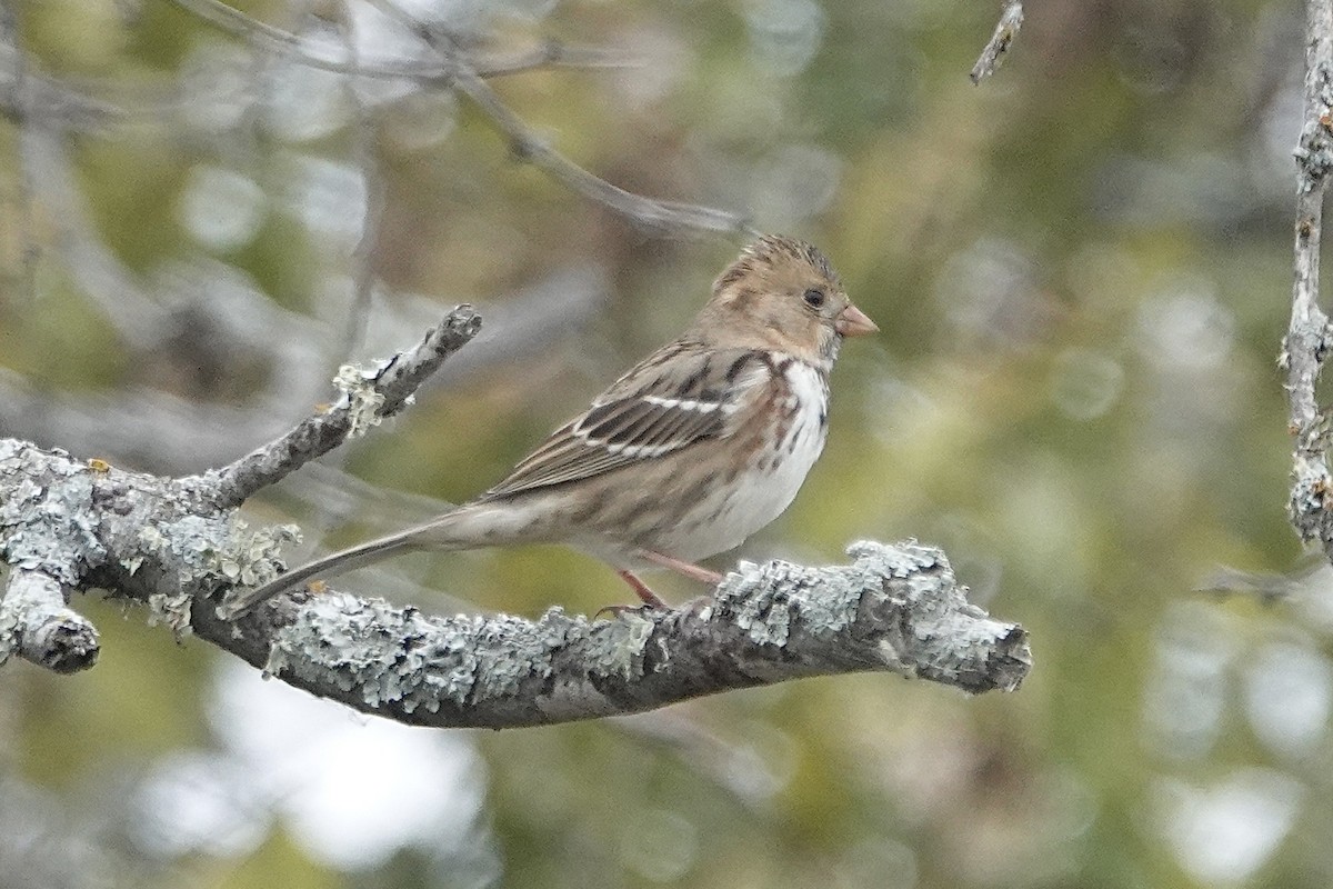 Harris's Sparrow - ML646306094