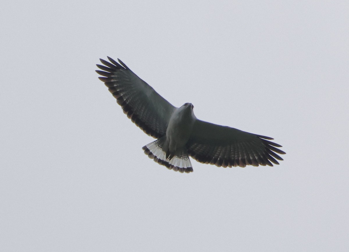 White-necked Hawk - ML646306095