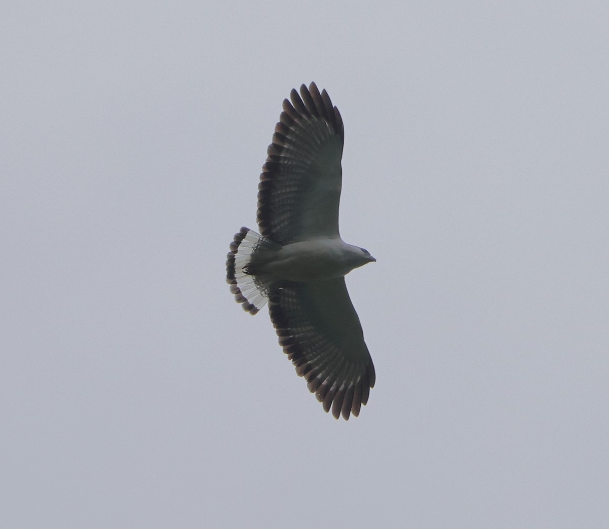 White-necked Hawk - ML646306097