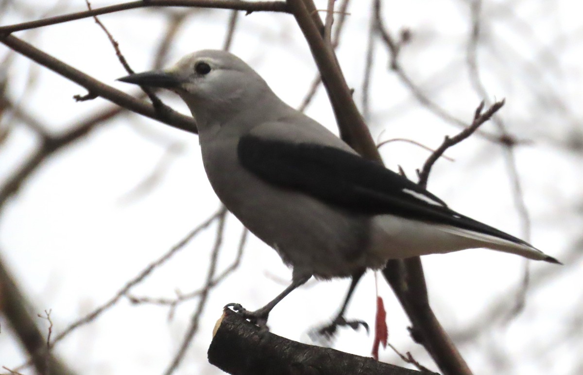 Clark's Nutcracker - ML646306098