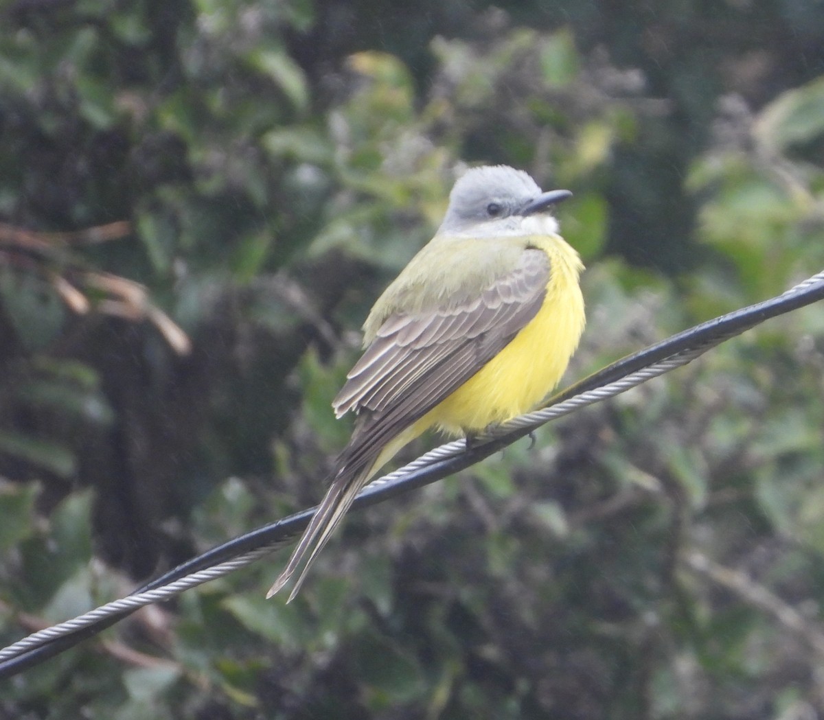 Couch's Kingbird - ML646306104
