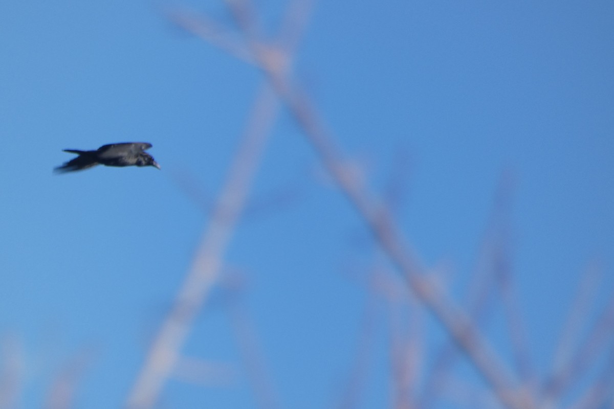 Common Raven - ML646306105