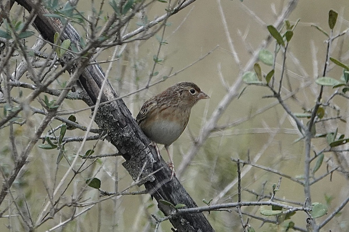 Grasshopper Sparrow - ML646306107