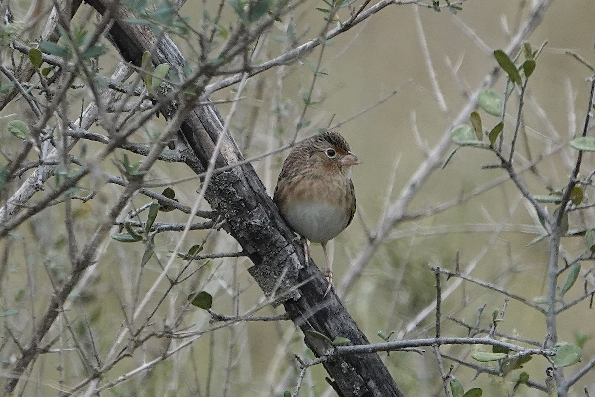 Grasshopper Sparrow - ML646306108