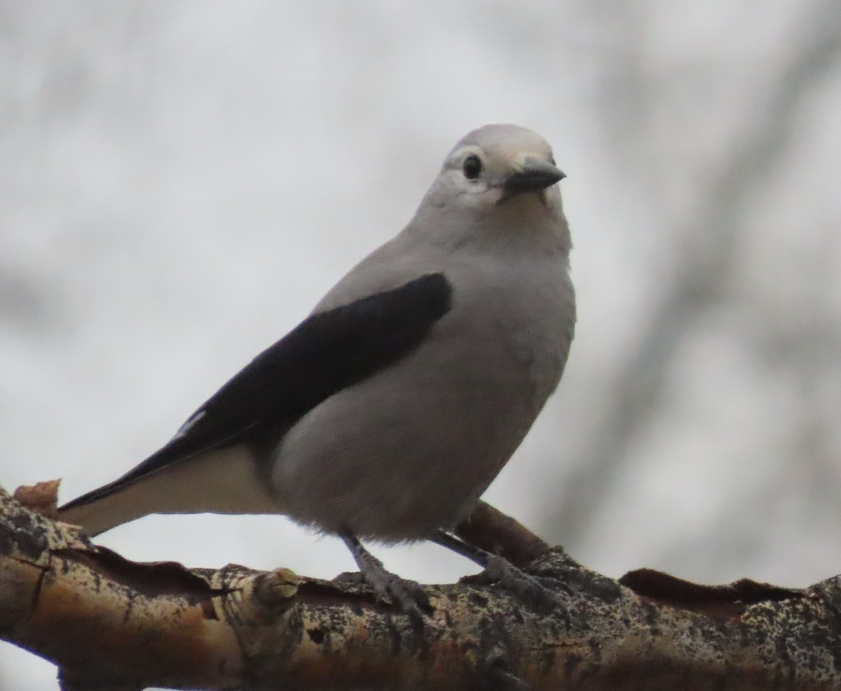 Clark's Nutcracker - ML646306109