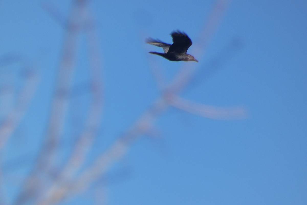 Common Raven - ML646306110