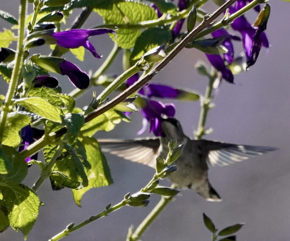 Black-chinned Hummingbird - ML646306111