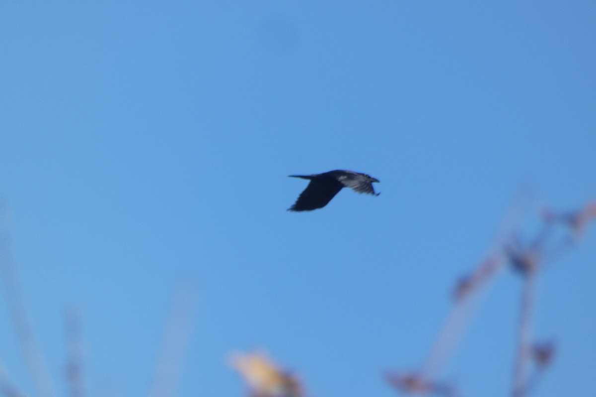 Common Raven - ML646306114