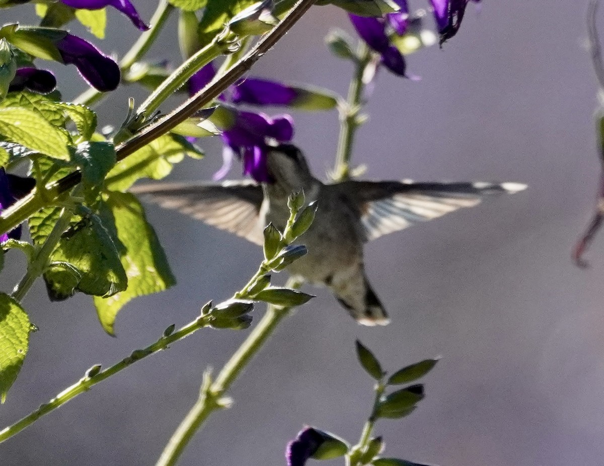 Black-chinned Hummingbird - ML646306115