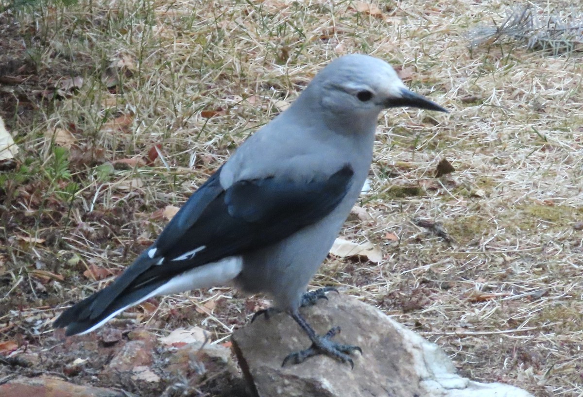 Clark's Nutcracker - ML646306116