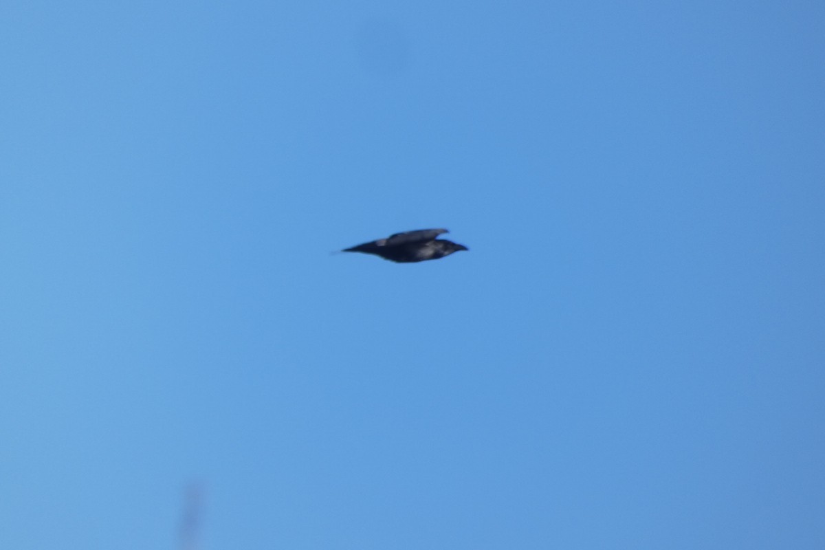 עורב שחור - ML646306117