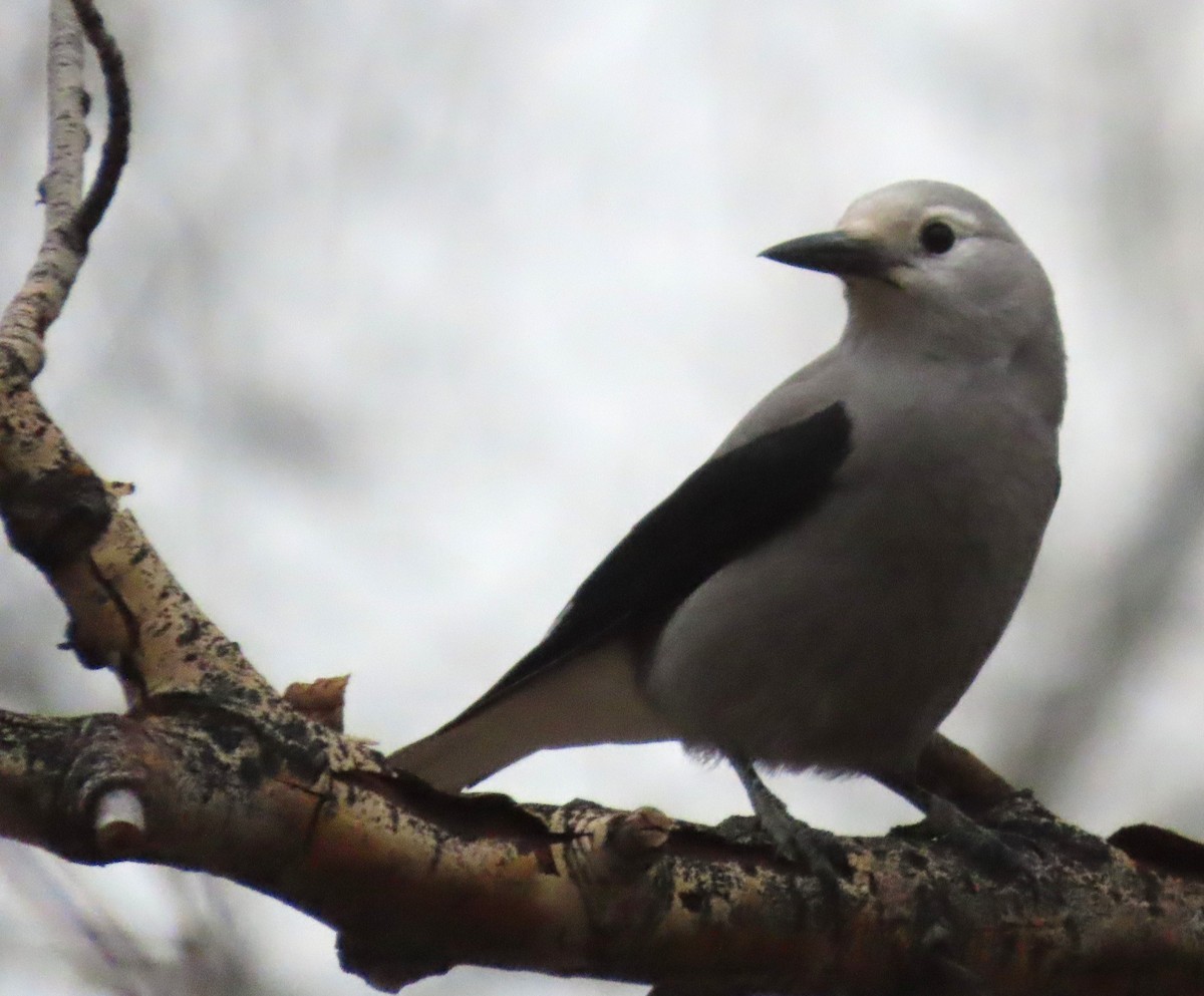 Clark's Nutcracker - ML646306122