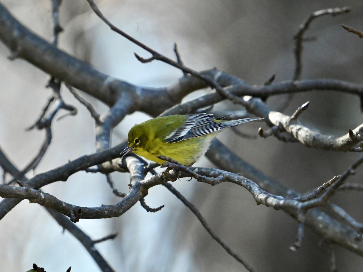 Pine Warbler - ML646306123