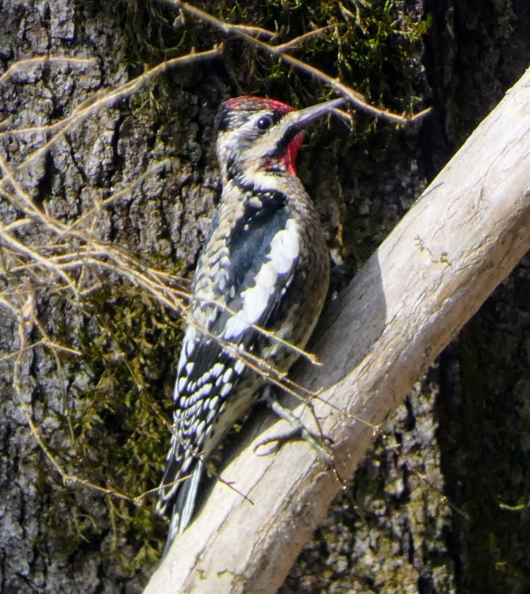 Yellow-bellied Sapsucker - ML646306126