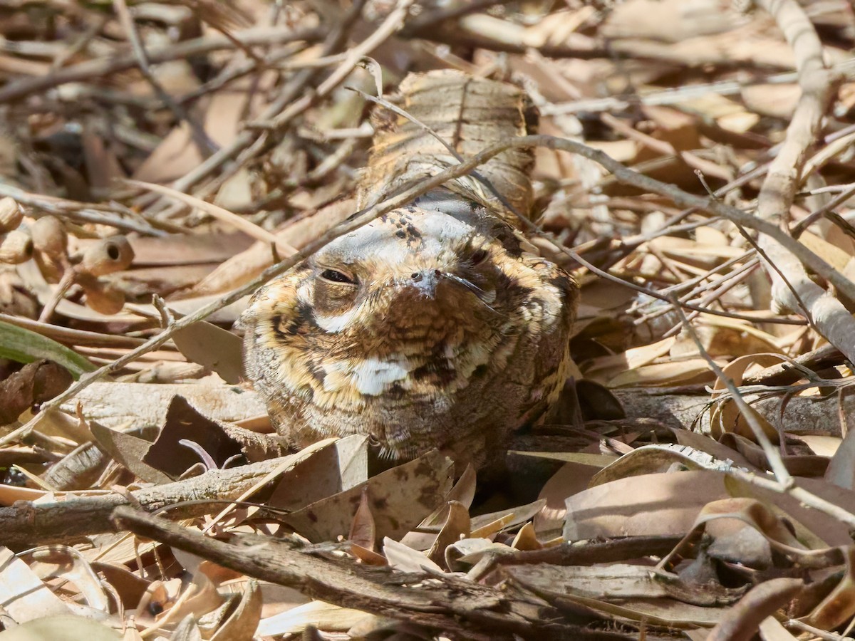 Red-necked Nightjar - ML646306127