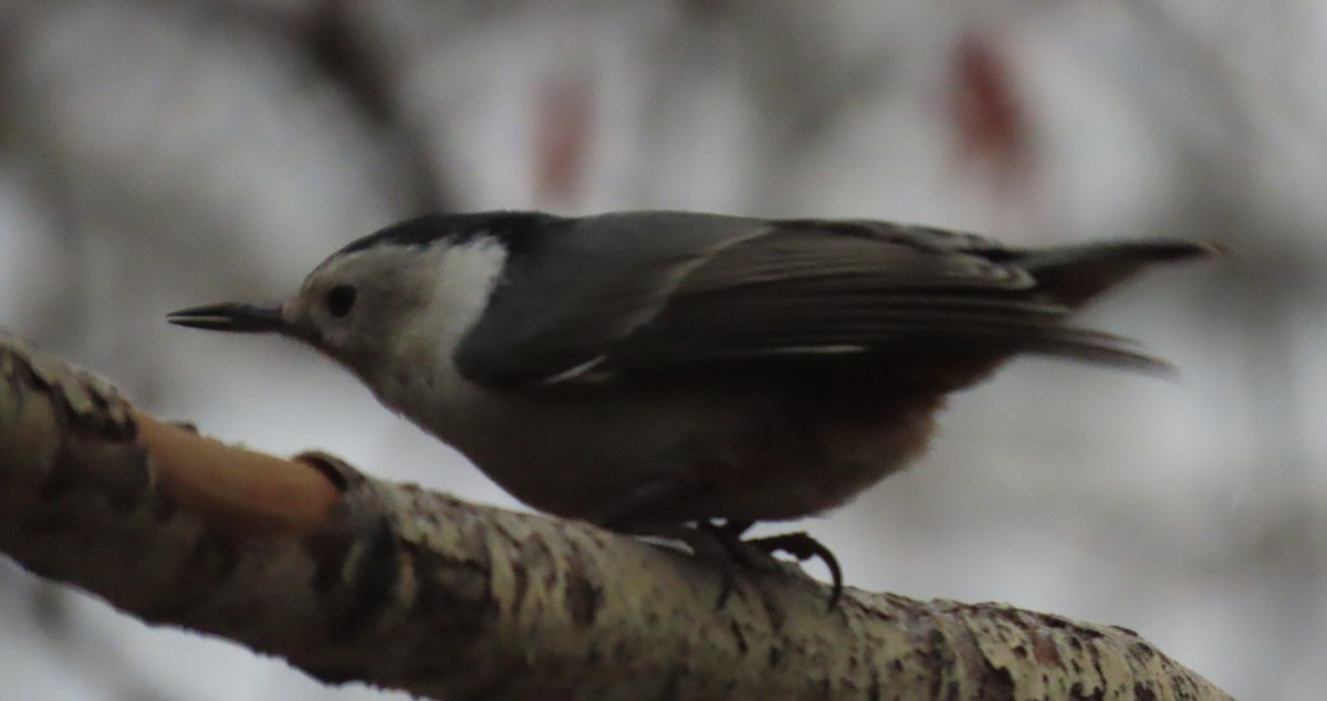White-breasted Nuthatch (Interior West) - ML646306128