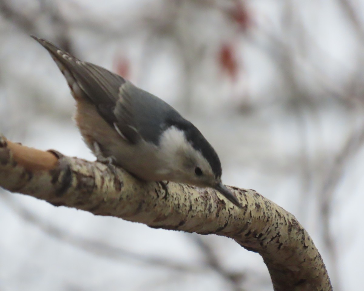 White-breasted Nuthatch (Interior West) - ML646306133