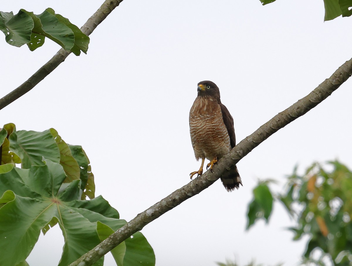 Roadside Hawk - ML646306136