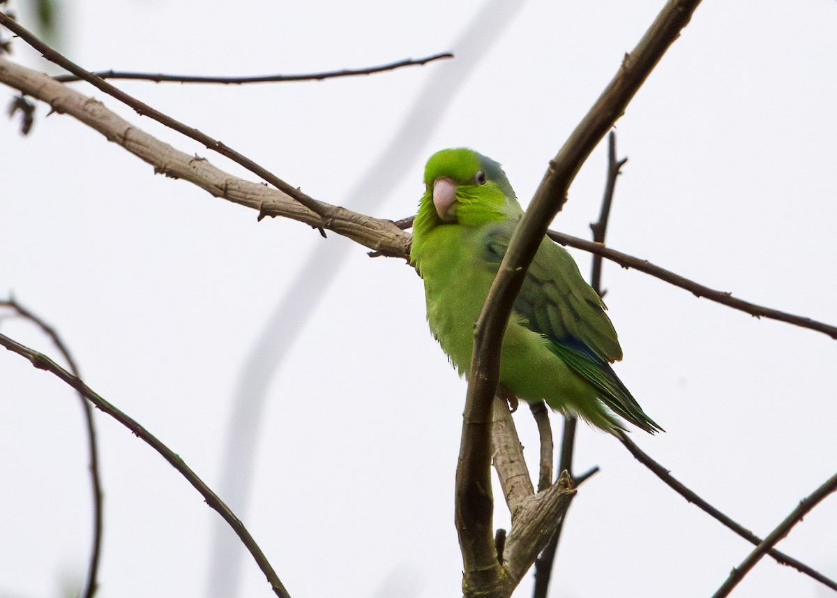 Pacific Parrotlet - ML646306137