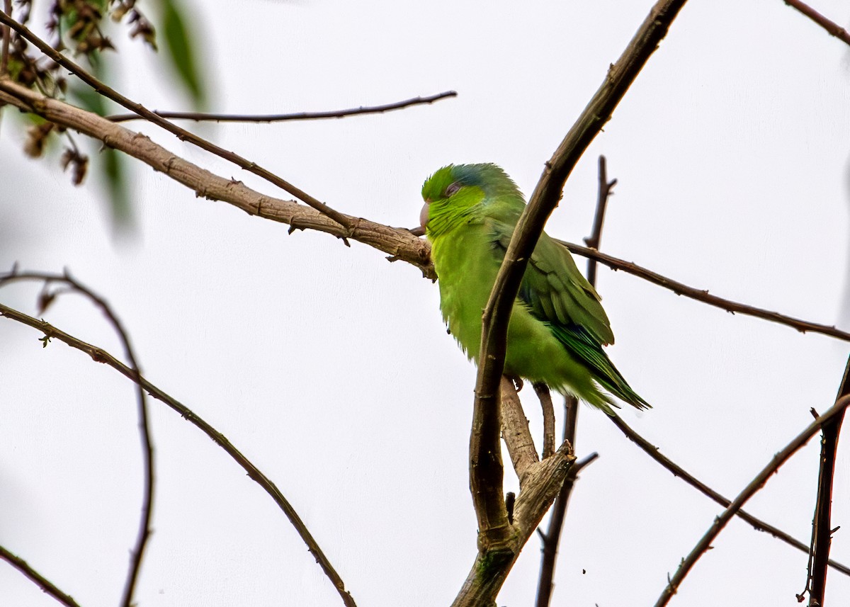 Pacific Parrotlet - ML646306138