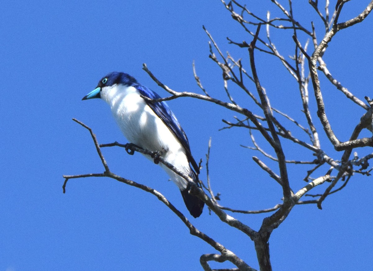 Madagascar Blue Vanga - ML646306139