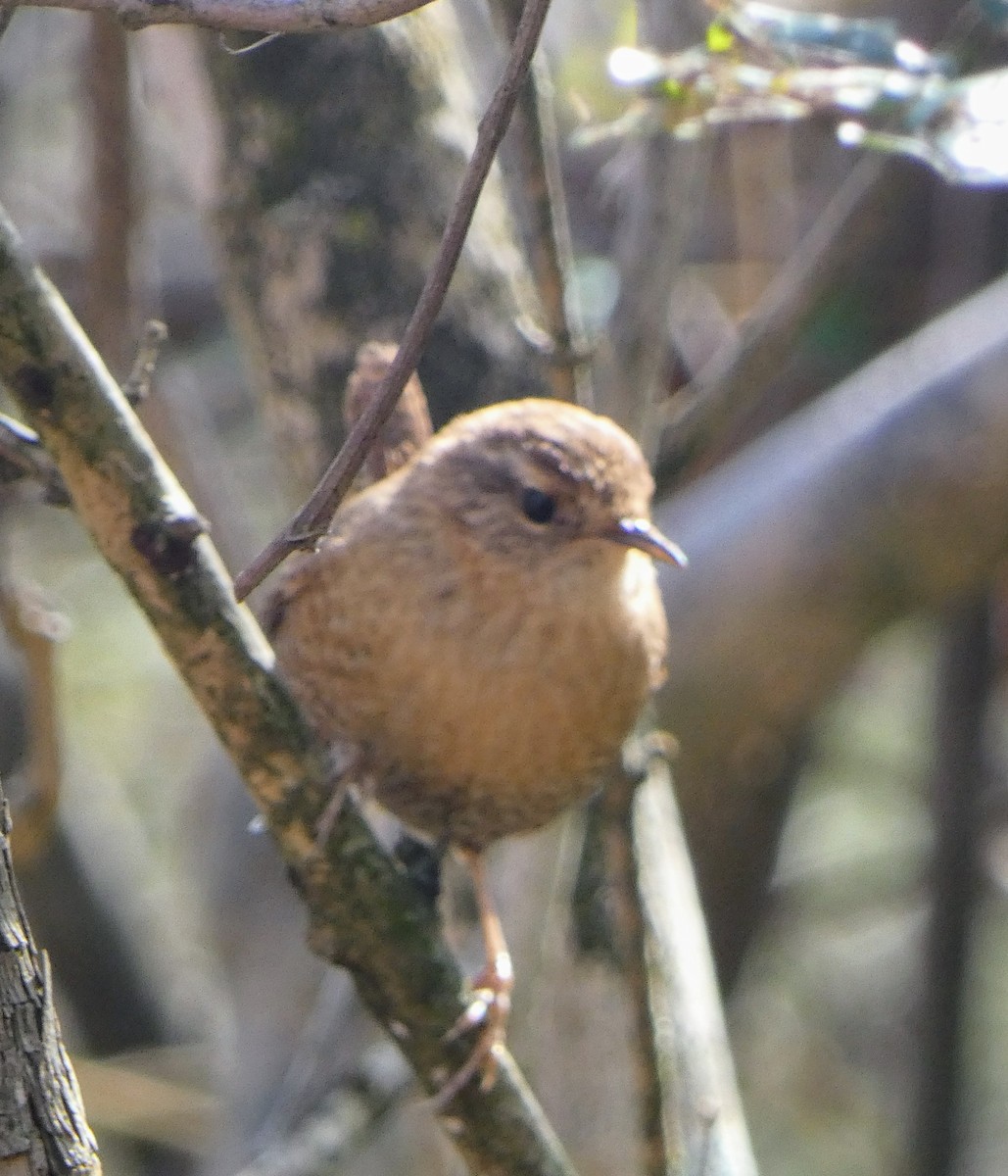 フユミソサザイ - ML646306140