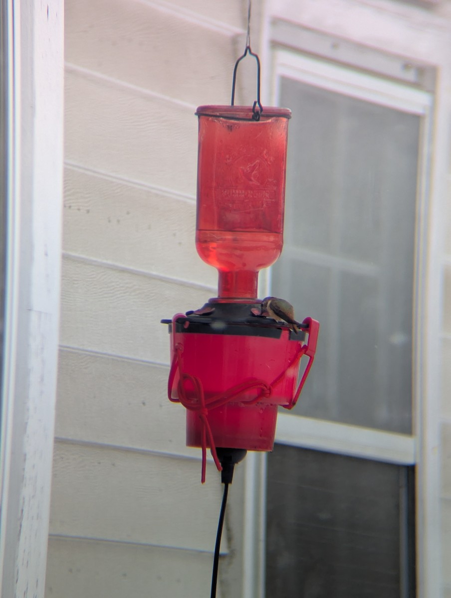 Rufous Hummingbird - ML646306141