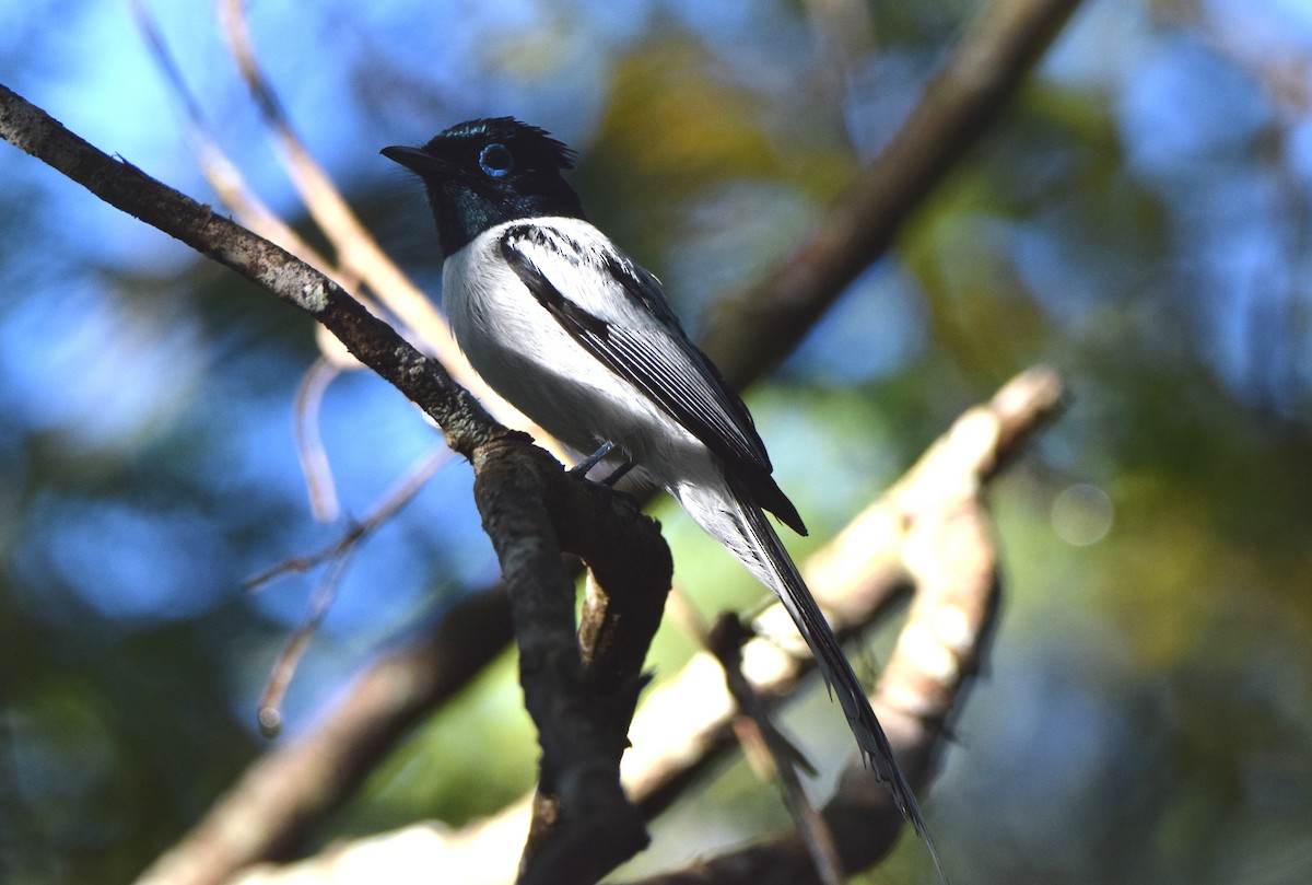 Malagasy Paradise-Flycatcher - ML646306142