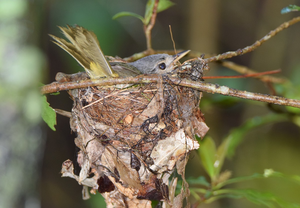 Appert's Tetraka - ML646306144