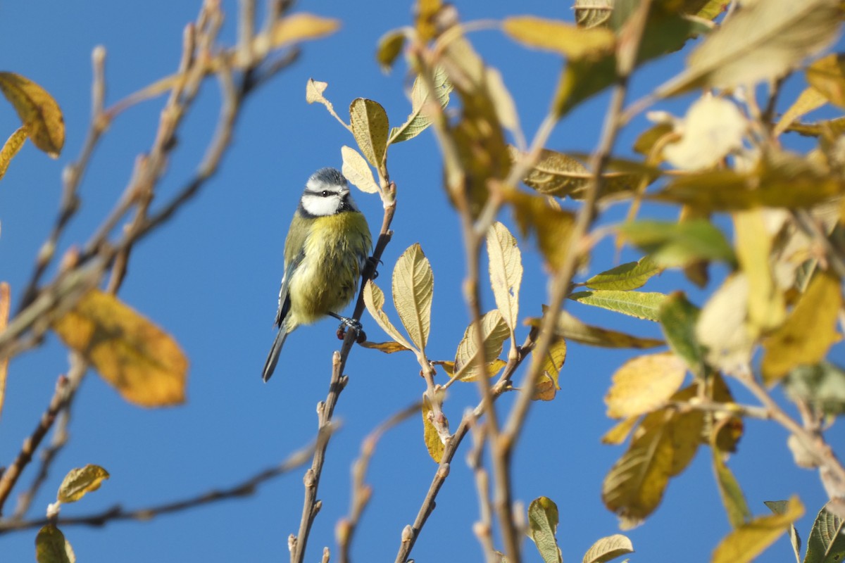 sýkora modřinka - ML646306145