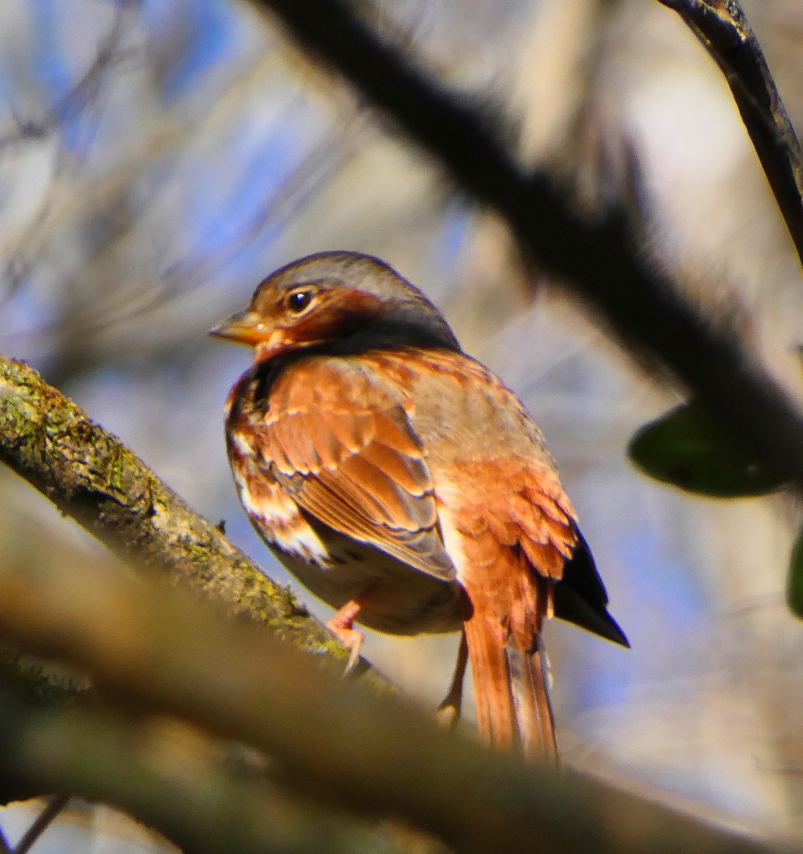 Fox Sparrow - ML646306146