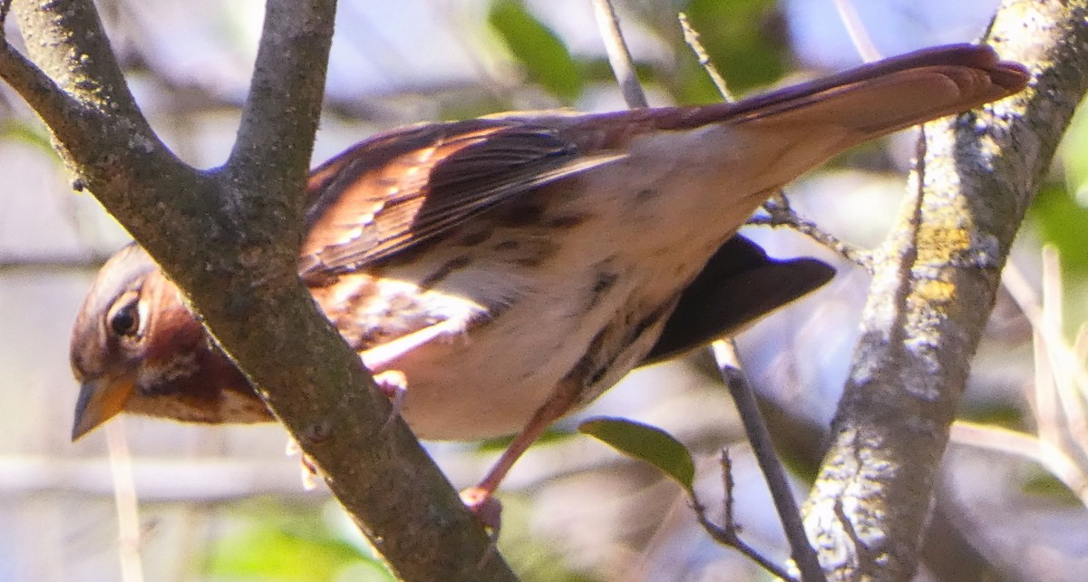 Fox Sparrow - ML646306147