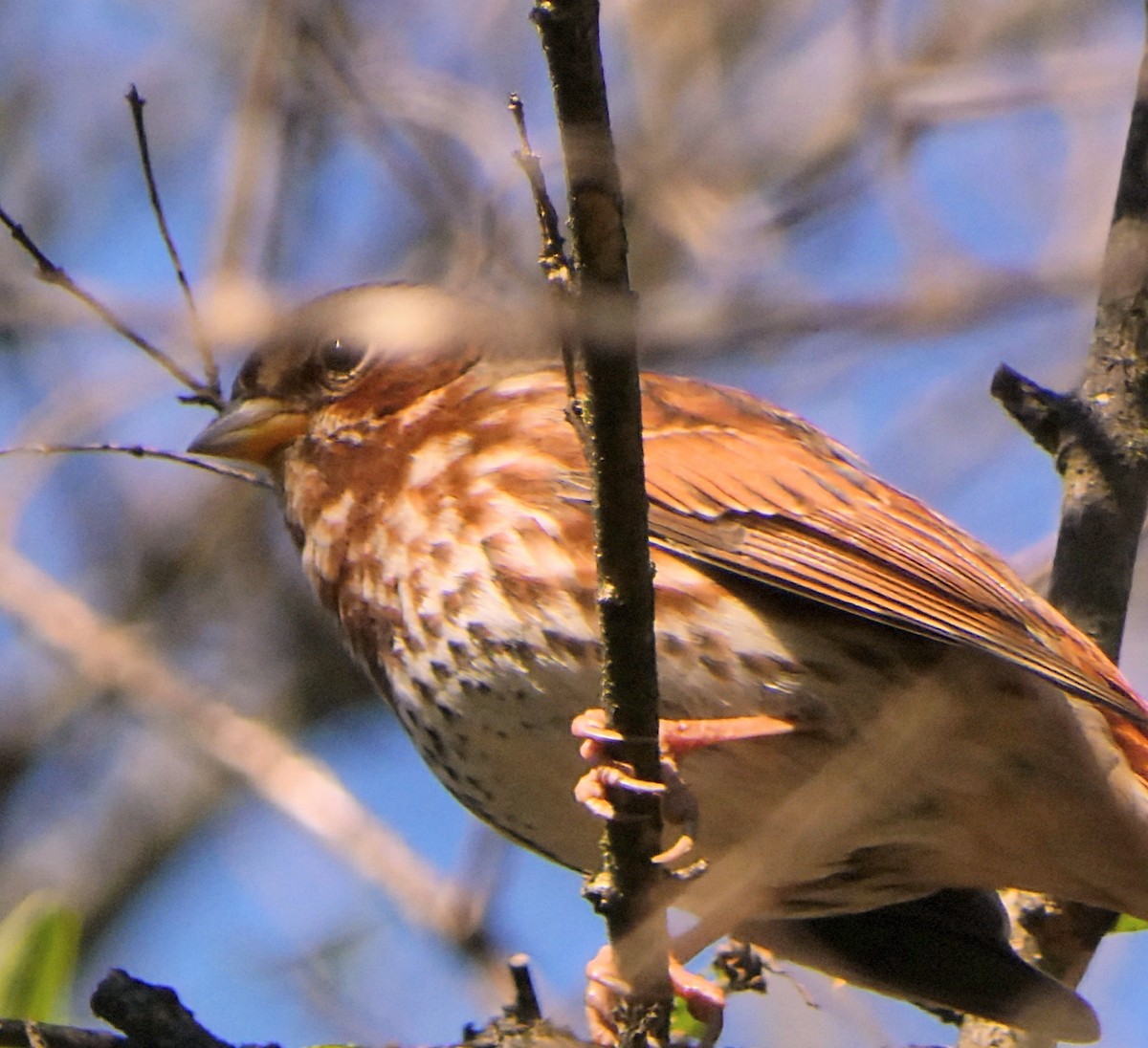 Fox Sparrow - ML646306148