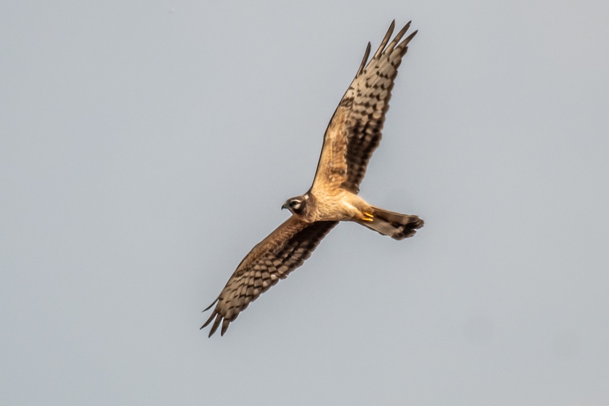 Montagu's Harrier - ML646306150