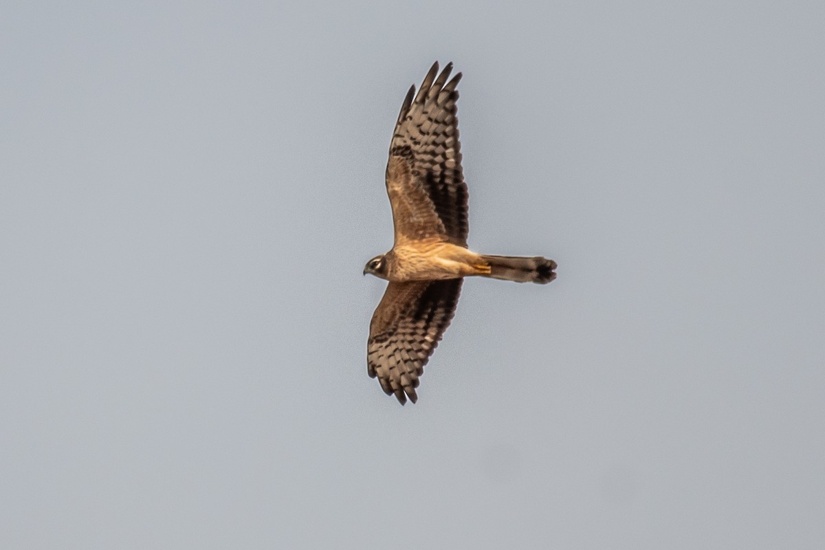 Montagu's Harrier - ML646306151