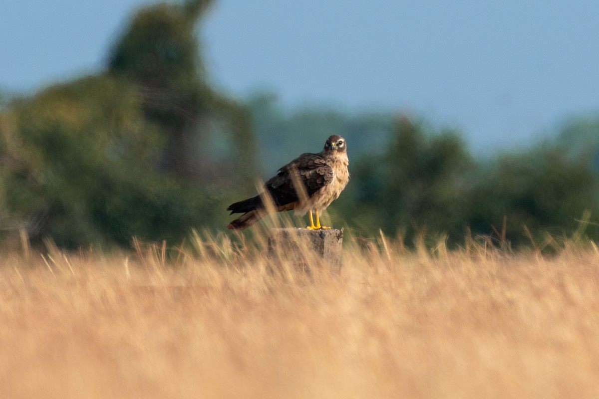 Montagu's Harrier - ML646306152