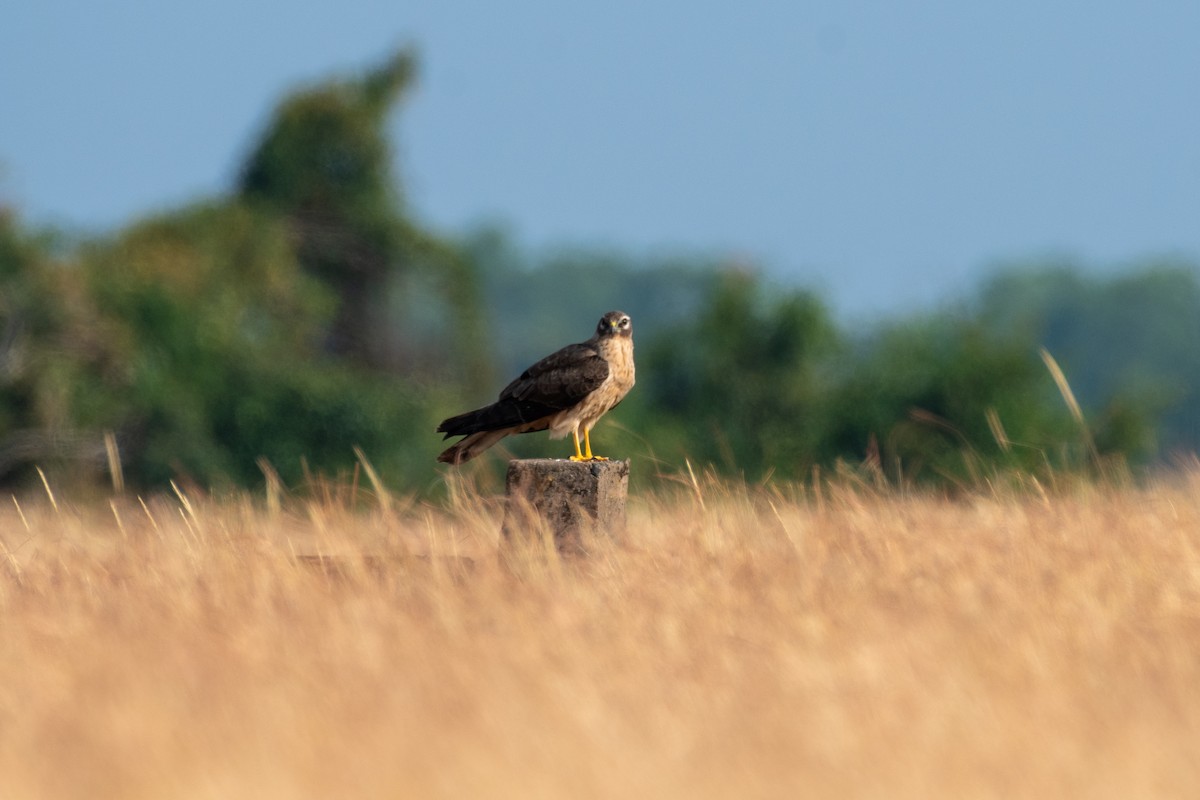 Montagu's Harrier - ML646306154