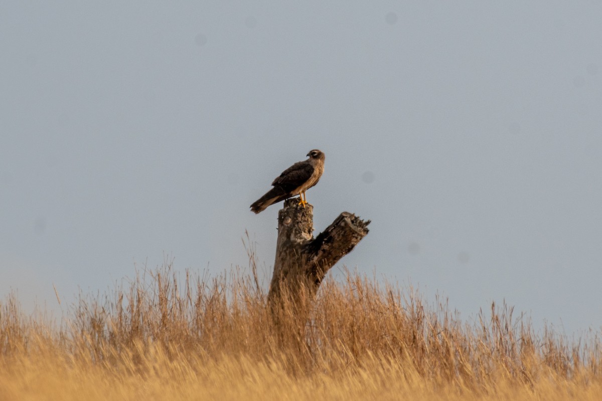 Montagu's Harrier - ML646306155