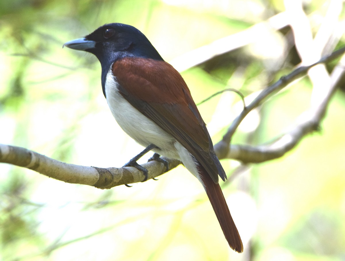 Rufous Vanga - ML646306165