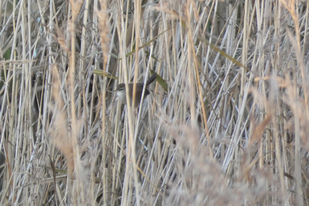 Cetti's Warbler - ML646306166