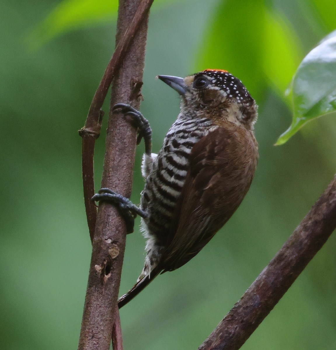 Carpinterito Variable - ML646306167