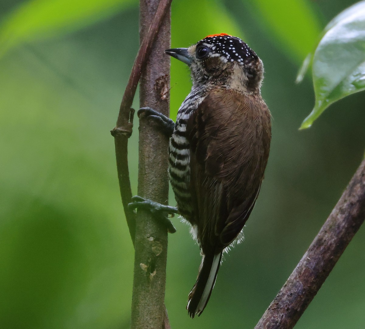 Carpinterito Variable - ML646306168