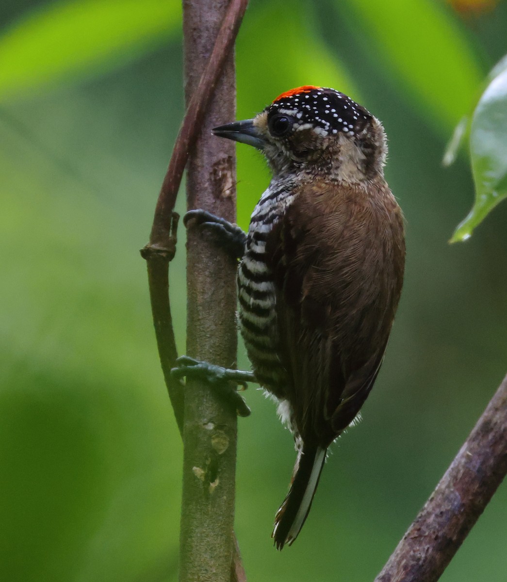 Carpinterito Variable - ML646306169