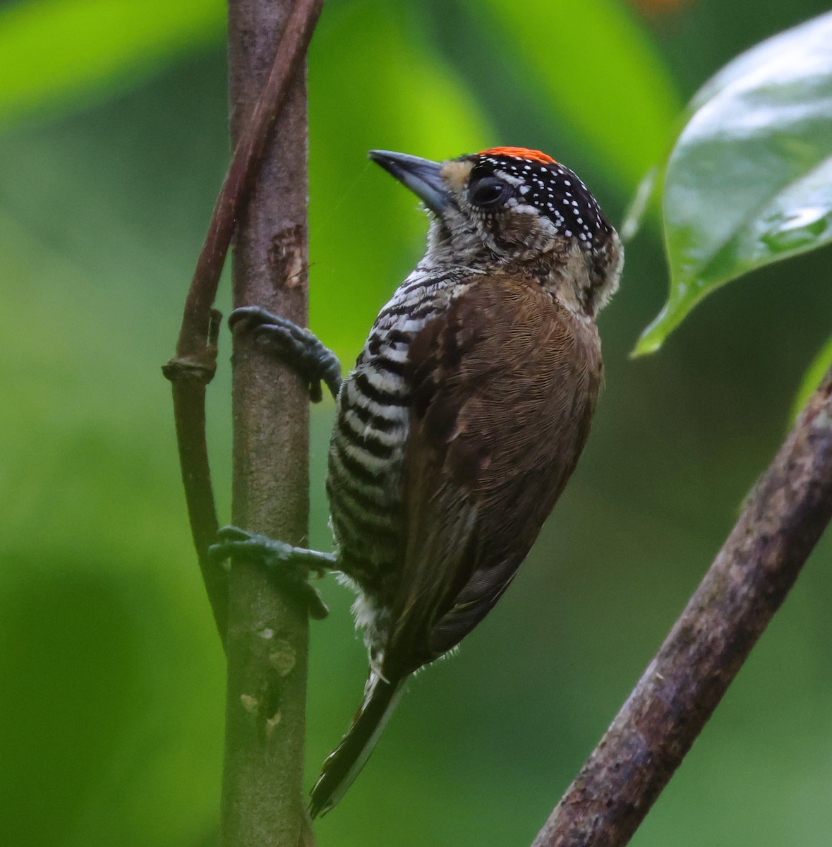 Carpinterito Variable - ML646306170