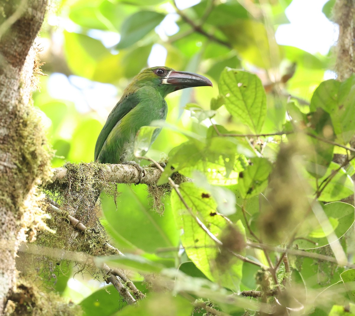 Crimson-rumped Toucanet - ML646306171