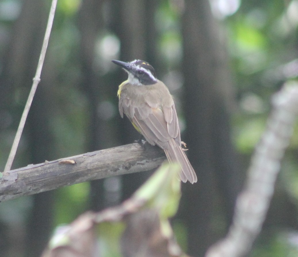 Lesser Kiskadee - ML646306180